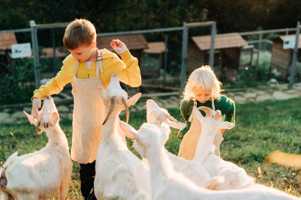 Little children feeding goats on the farm. Agritourism stock photo