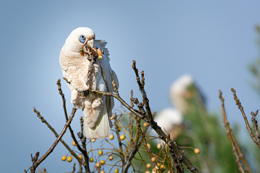 Little Corella, Blue-eyed Cockatoo,Cacatua sanguinea perched and seperated from background by shallow depth of focus. Feediing on a Pine cone. Australian native Cockatoo.
