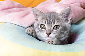 istock Little curious kitten on a rainbow pastel bed. Portrait of a kitten with paws. Cute striped kitten on a pillow. Newborn kitten 1368716215