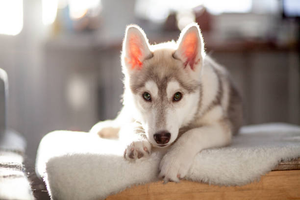 Little cute husky puppy stock photo