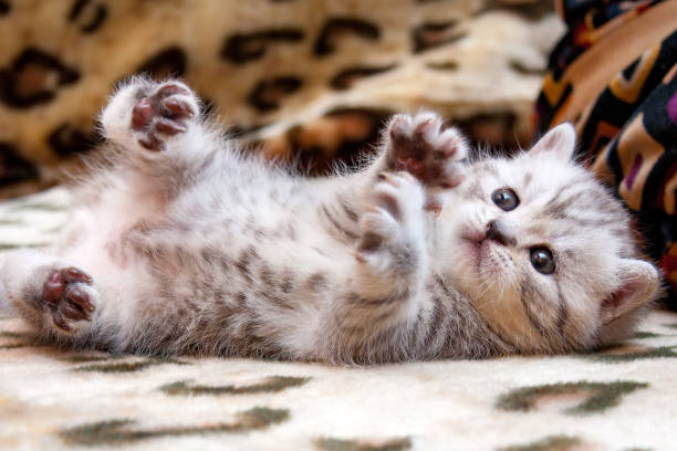 Little cute spotted British kitten gray white color lies upside down stock photo