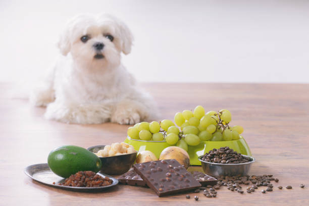 Little dog and food toxic to him stock photo