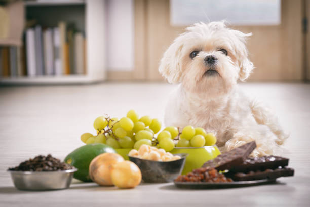 Little dog and food toxic to him stock photo