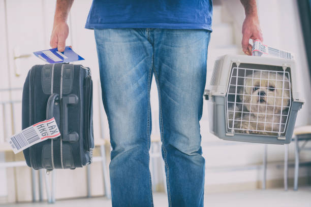 little dog in the airline cargo pet carrier stock photo