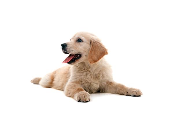 little dog little golden retriever on white golden retriever stock pictures, royalty-free photos & images