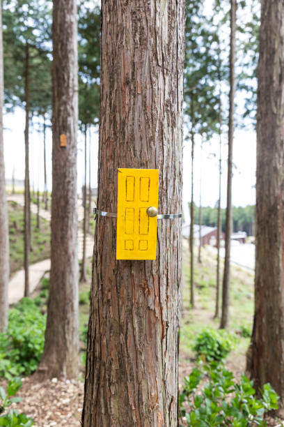 little door on tree trunk yellow little door on tree trunk in forest how do you say shut up in japanese stock pictures, royalty-free photos & images