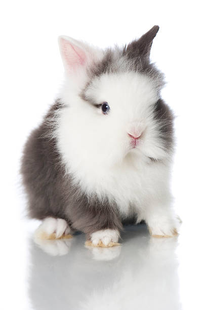 little dwarf rabbit - dwarf rabbit isolated bildbanksfoton och bilder