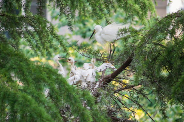 Little Egret family. stock photo