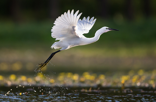 White little egret flying above the lake.