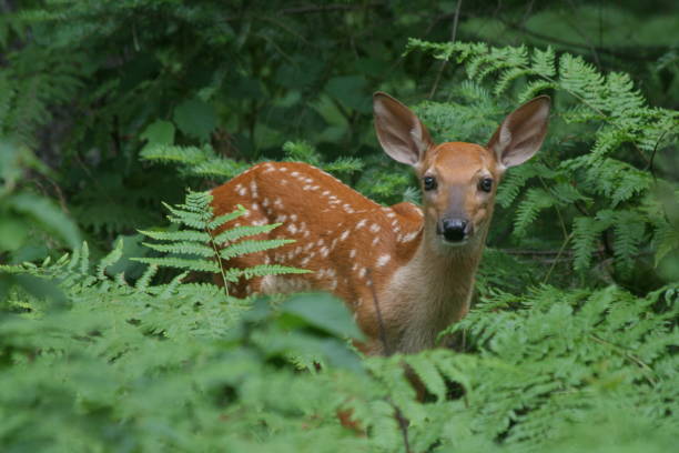 Biche Banque d'images et photos libres de droit - iStock