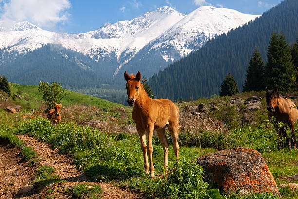 Little foal in mountains stock photo