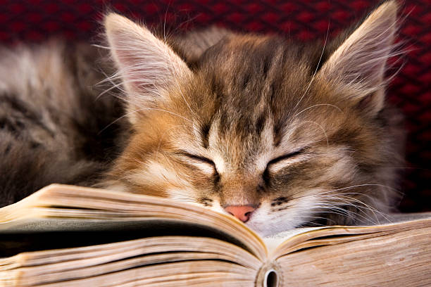 little-filhote de gato dormir em um livro aberto - book cat imagens e fotografias de stock
