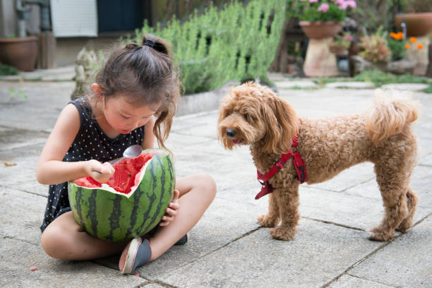 小さな女の子と犬は、スイカを食べる - 犬　少女 ストックフォトと画像