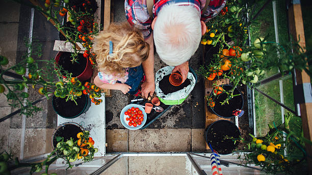 Little Girl Helping Grandad with the Gardening Overhead view of a little girl helping her Grandad plant tomatoes in a greenhouse in his garden. potting stock pictures, royalty-free photos & images