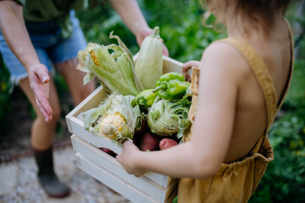 Little girl holding crate with fresh harvest standing in a greenhouse and giuving it to molther. stock photo