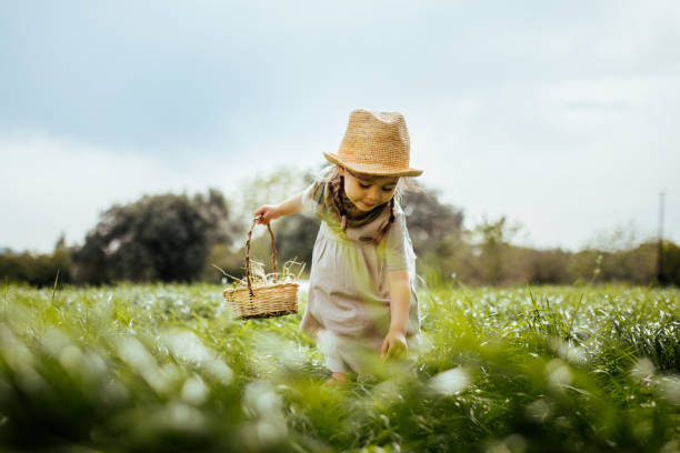 Little girl is collecting eggs in basket in the farm stock photo
