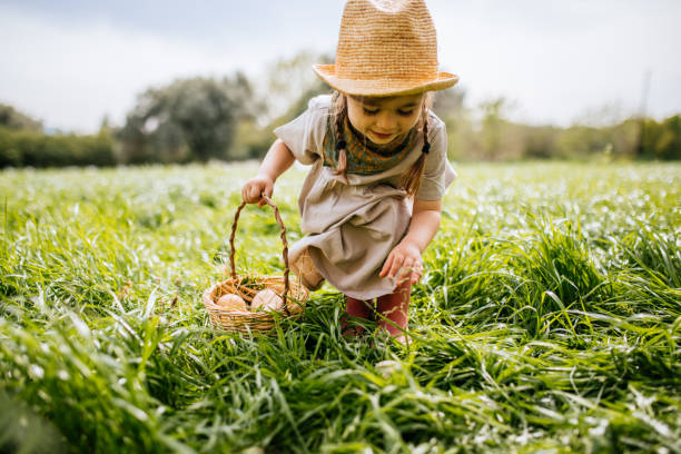 Little girl is collecting eggs in basket in the farm stock photo
