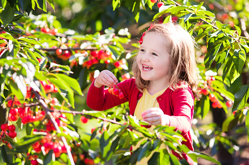Little girl picking cherry in fruit garden