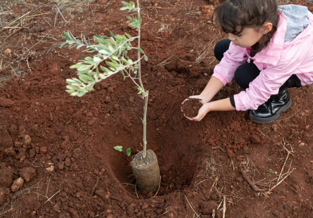 Plantation d'arbres