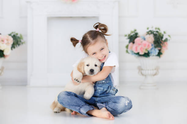 ゴールデン ・ リトリーバーの子犬と少女。女の子の手の中の子犬 - 犬　少女 ストックフォトと画像