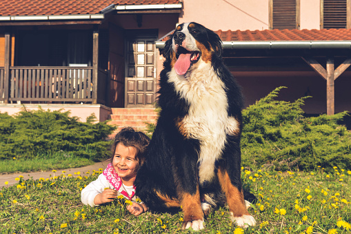 Cute girl playing with her big friend, bernese mountain dog, in the yard