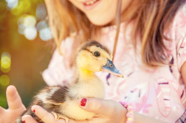 Little girl with spring duckling.  Poultry in the hands of the child.  Duckling close-up. stock photo