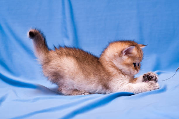 Little Golden British kitten playing with a chain lying sideways stock photo