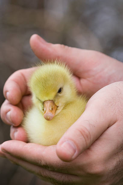 Little goose in a human hands stock photo