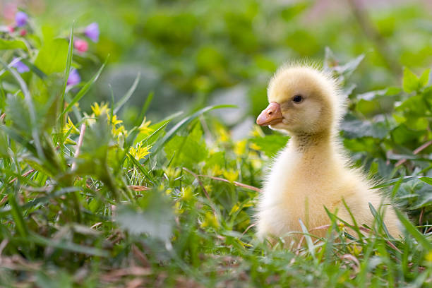 Little gosling stock photo
