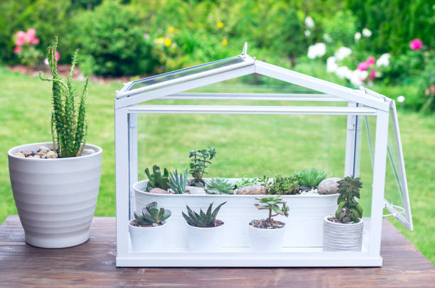 Little greenhouse with composition of different succulents growing in it on the table in the garden at summer stock photo