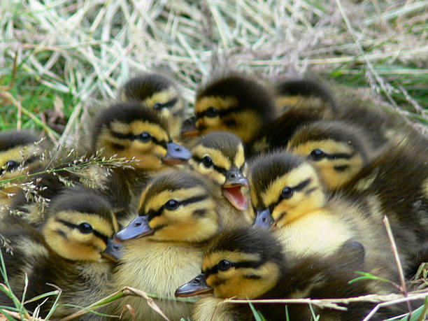 Little Guests A shot of a group of young ducks with only one in the middles with it's mouth open. normalisaverage stock pictures, royalty-free photos & images