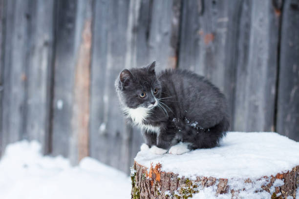 liten kattunge på vintern - cat snow bildbanksfoton och bilder