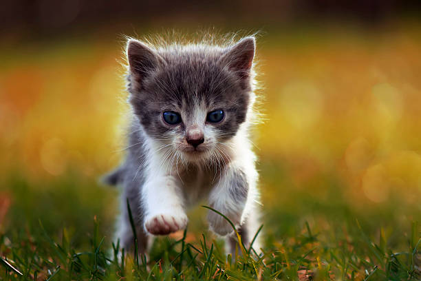 323 Jumping Kitty In The Garden Stock Photos, Pictures & Royalty-Free  Images - iStock