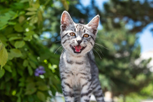 Little kitten meowing. Little kitten meowing. meowing stock pictures, royalty-free photos & images