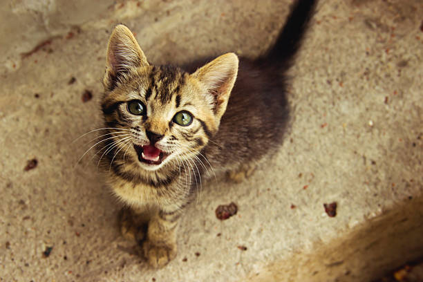 little kitten little kitten meowing stock pictures, royalty-free photos & images