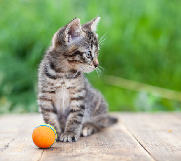 Маленький котенок играет и наслаждается с оранжевым шаром на заднем дворе