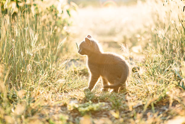 Little kitten walking among green grass. stock photo