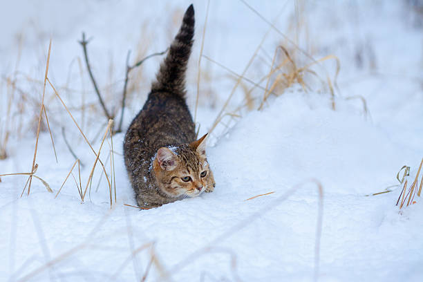 Little kitten walking in the snow