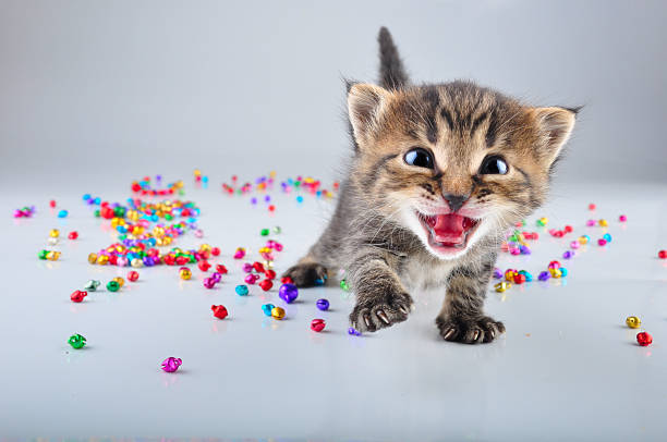 little kitten with small metal jingle bells beads stock photo