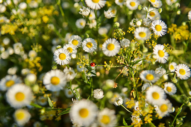 Little ladybug among the flowers and herbs stock photo
