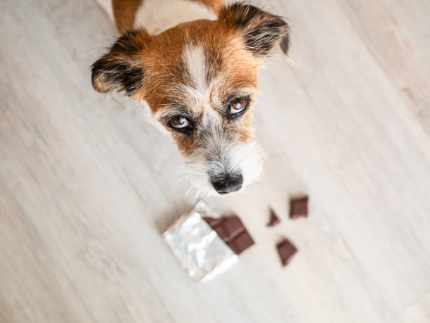 Little mongrel dog with chocolate Dog, animal, pet, dangerous, poisoning, see, top view, sitting, small, sweet, animal theme poisonous stock pictures, royalty-free photos & images