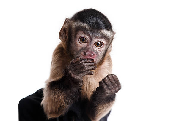 little monkey, a portrait in the studio stock photo