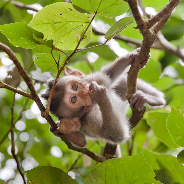 Little Monkey Swinging On Tree Branches