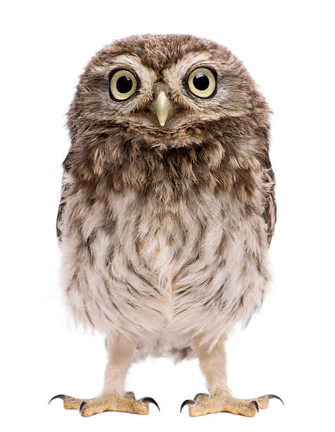 little owl, 50 days old, athene noctua, standing. - jong dier stockfoto's en -beelden