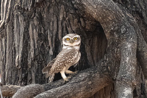Little Owl, Athene noctua, beautiful owl with yellow eyes standing on a tree in India