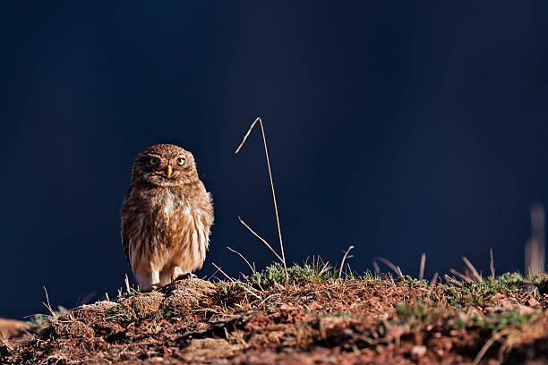 Little Owl in Tibetan Steppe stock photo