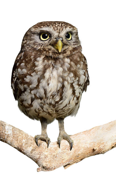 Little Owl stock photo