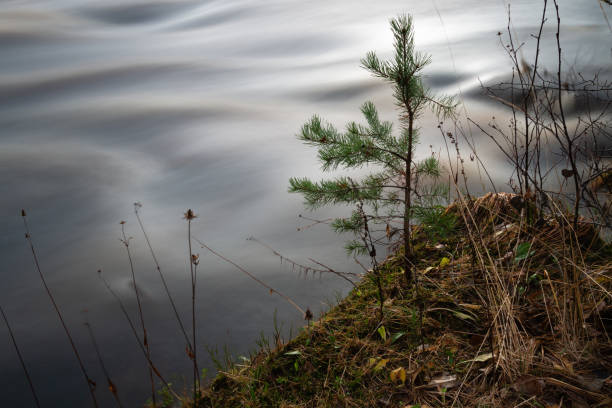 Little pine tree on the river shore stock photo