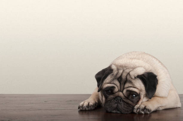 little pitiful sad pug puppy dog, lying down on wooden floor stock photo