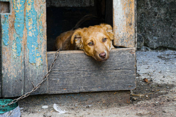 Little puppy on a chain in a wooden kennel. Sleepy stray dog portrait Little puppy on a chain in a wooden kennel. Sleepy stray dog portrait dog chain stock pictures, royalty-free photos & images